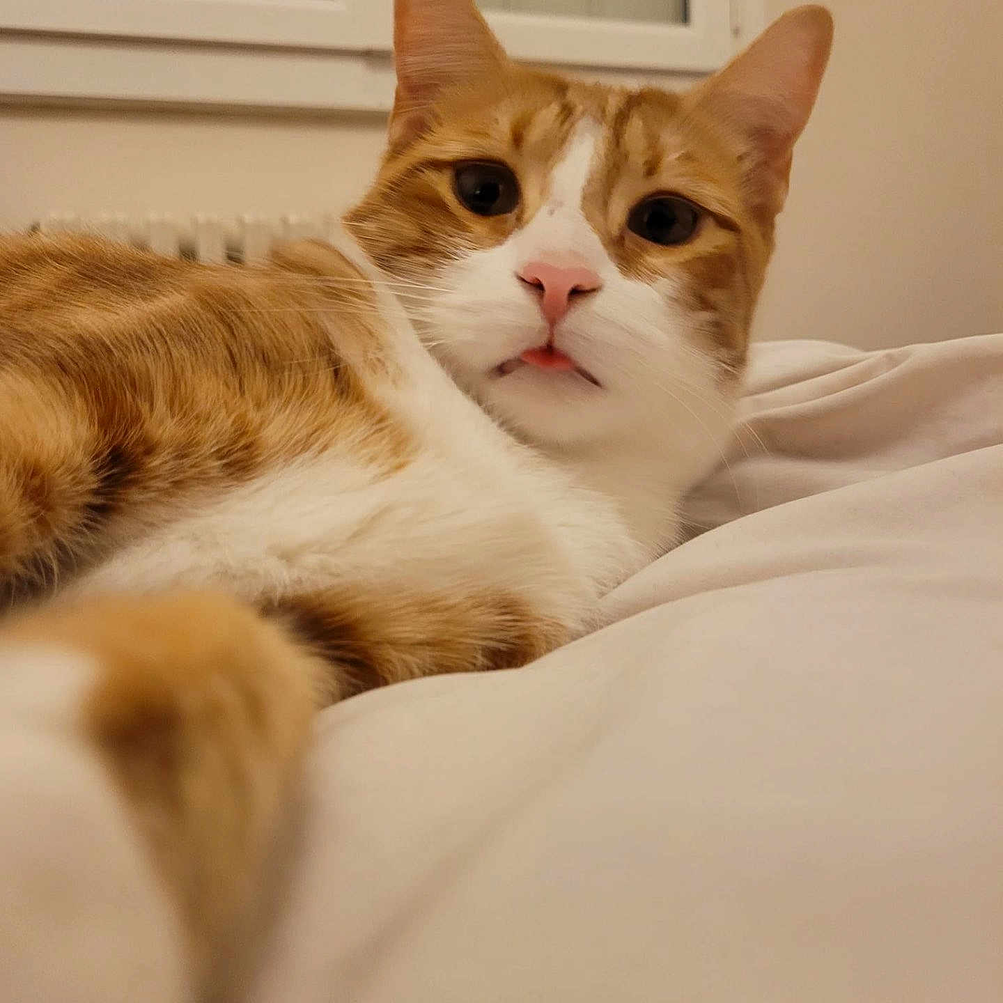 Loki a rejoint le concours — aidez-le/la à gagner de superbes lots ! abyssinian, animal, bed, bedroom, cat, couch, face, furniture, head, indoors, interiordesign, kitten, manx, person, pet, photography, portrait, room, sleeping, wood