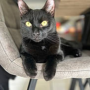 Noctis participe au concours pour gagner de l'argent avec cette photo : cat, black_cat, yellow_eyes, chair, furniture, indoor, pet, animal, fur, whiskers, relaxed, close_up, portrait, domestic_cat, paws, seated, looking, cute, cozy, home
