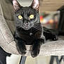 cat, black_cat, yellow_eyes, chair, furniture, indoor, pet, animal, fur, whiskers, relaxed, close_up, portrait, domestic_cat, paws, seated, looking, cute, cozy, home