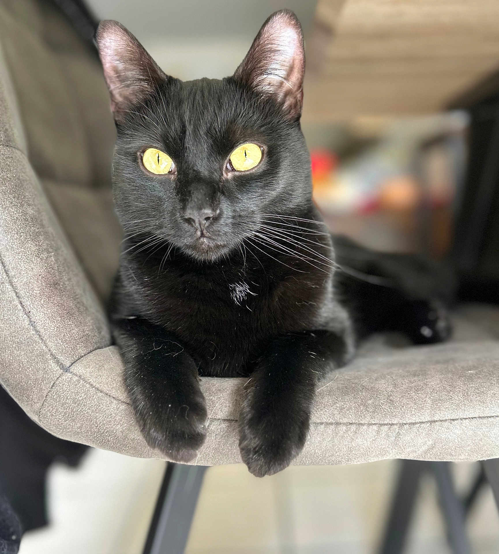 Noctis participe au concours pour gagner de l'argent avec cette photo : cat, black_cat, yellow_eyes, chair, furniture, indoor, pet, animal, fur, whiskers, relaxed, close_up, portrait, domestic_cat, paws, seated, looking, cute, cozy, home