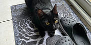 Noctis a rejoint le concours — aidez-le/la à gagner de superbes lots ! animal, blackcat, cat, clothing, door, doormat, footwear, homedecor, manx, mat, path, pattern, person, pet, rug, sandal, shoe, slate, sneaker, wood