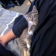 Leia joined the competition — help win amazing prizes! animal, bed, black_pants, blanket, cat, comfort, cozy, fur, indoor, kitten, legs, nap, paw, person, pet, relaxation, resting, sleeping, tabby, whiskers
