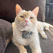 Cozette is registered to the contest to win money with this photo: cat, cream_cat, white_cat, collar, cat_tag, couch, furniture, pet, indoor, relaxed, fluffy, whiskers, ears, paw, fur, close_up, lying_down, domestic_cat, cute, face