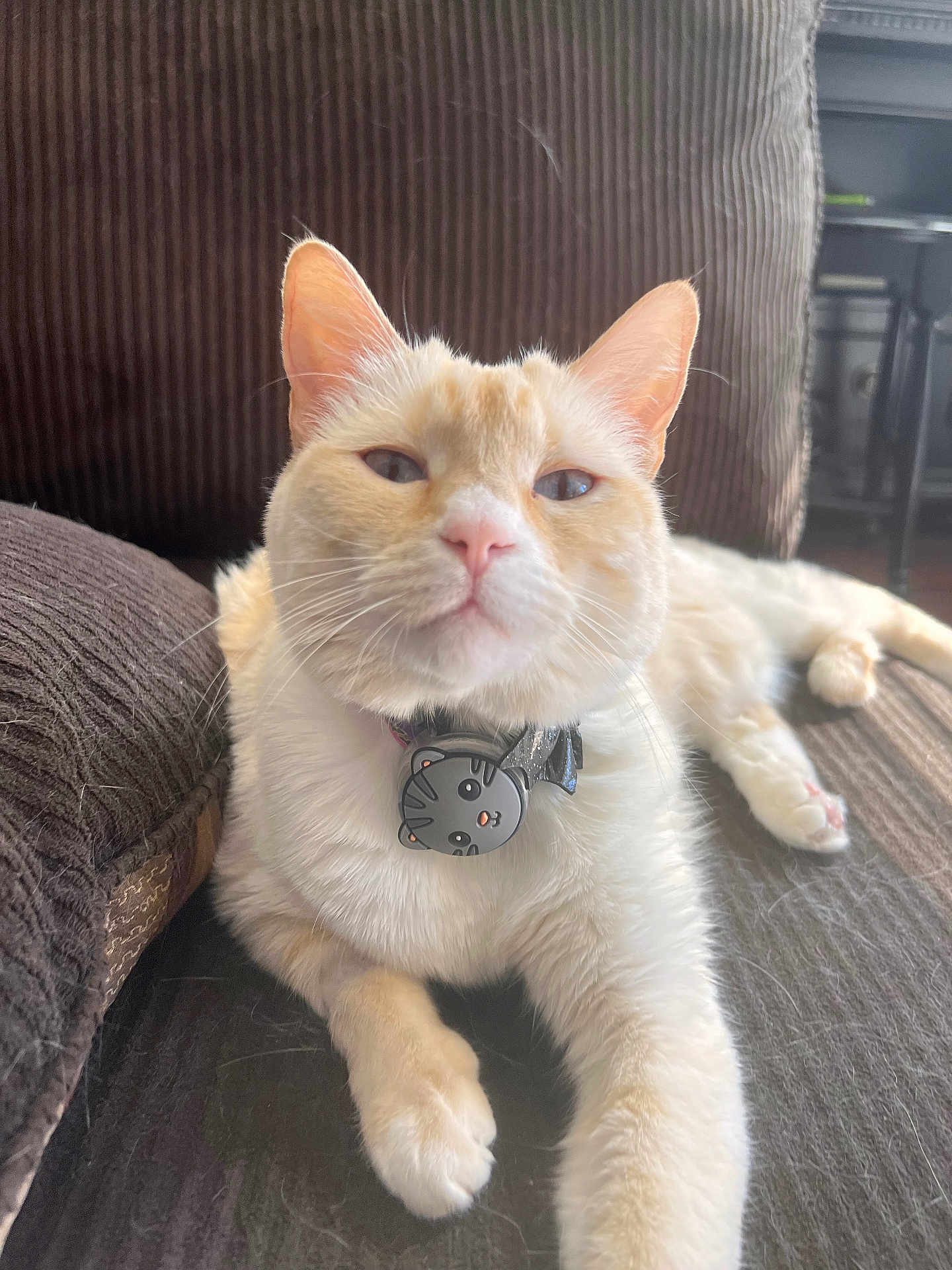 Cozette is registered to the contest to win money with this photo: cat, cream_cat, white_cat, collar, cat_tag, couch, furniture, pet, indoor, relaxed, fluffy, whiskers, ears, paw, fur, close_up, lying_down, domestic_cat, cute, face