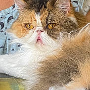 Miss Priss joined the competition — help win amazing prizes! amber_eyes, cat, close_up, clothing, feline, flat_face, fluffy, fur, indoor, long_hair, nose, persian_cat, person_arm, pet, portrait, relaxed, star_pattern, table_surface, tongue, whiskers