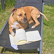 Ogya participe au concours pour gagner de l'argent avec cette photo : dog, brown_dog, lounge_chair, notebook, outdoor, grass, fence, sunlight, pet, animal, relaxed, summer, backyard, canine, paw, resting, leisure, daytime, writing, open_book