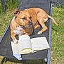 dog, brown_dog, lounge_chair, notebook, outdoor, grass, fence, sunlight, pet, animal, relaxed, summer, backyard, canine, paw, resting, leisure, daytime, writing, open_book