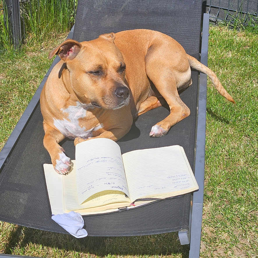 Ogya participe au concours pour gagner de l'argent avec cette photo : animal, backyard, brown_dog, canine, daytime, dog, fence, grass, leisure, lounge_chair, notebook, open_book, outdoor, paw, pet, relaxed, resting, summer, sunlight, writing