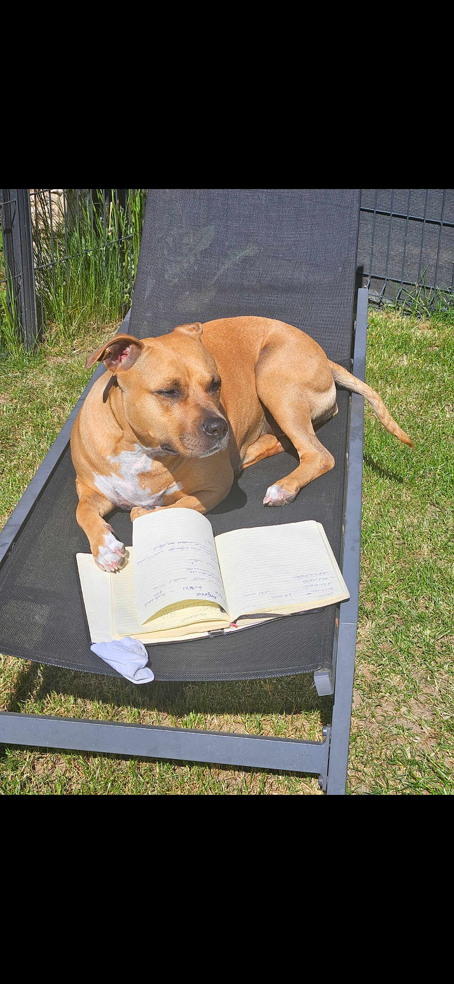 Ogya participe au concours pour gagner de l'argent avec cette photo : dog, brown_dog, lounge_chair, notebook, outdoor, grass, fence, sunlight, pet, animal, relaxed, summer, backyard, canine, paw, resting, leisure, daytime, writing, open_book