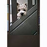 dog, puppy, pet, animal, fluffy, white_fur, black_nose, dark_eyes, peeking, portrait, railing, fence, outdoor, house, phone_screen, screenshot, gallery_interface, close_up, cute, alert