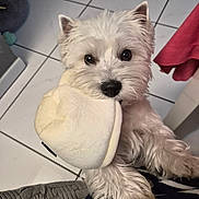 Aymee participe au concours pour gagner de l'argent avec cette photo : dog, white_dog, fluffy, small_dog, pet, canine, toy, slipper, plush_toy, holding_toy, indoors, tile_floor, blanket, couch, close_up, portrait, lying_down, long_fur, black_nose, cute