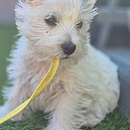 Aymee a rejoint le concours — aidez-le/la à gagner de superbes lots ! puppy, dog, white, fluffy, leash, grass, outdoor, pet, animal, cute, sitting, young, fur, playful, closeup, nose, ears, eyes, adorable, companion
