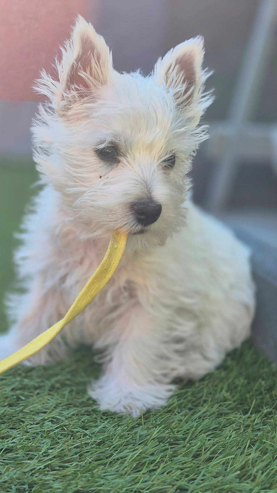 Aymee a rejoint le concours — aidez-le/la à gagner de superbes lots ! puppy, dog, white, fluffy, leash, grass, outdoor, pet, animal, cute, sitting, young, fur, playful, closeup, nose, ears, eyes, adorable, companion
