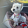 Aymee participe au concours pour gagner de l'argent avec cette photo : dog, white_dog, small_dog, westie, pet, animal, sitting, car, car_interior, dog_bed, collar, leash, blanket, window, outdoor, trees, sunlight, portrait, fluffy, cute