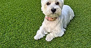 Aymee participe au concours pour gagner de l'argent avec cette photo : dog, west_highland_terrier, white_dog, pet, canine, fluffy, sitting, outdoor, artificial_grass, backyard, patio, fireplace, garden, collar, portrait, animal, companion, lawn, furniture, adorable