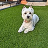 dog, west_highland_terrier, white_dog, pet, canine, fluffy, sitting, outdoor, artificial_grass, backyard, patio, fireplace, garden, collar, portrait, animal, companion, lawn, furniture, adorable
