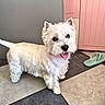 dog, westie, small_dog, white_fur, standing, tongue_out, pink_collar, happy, pet, indoor, home, floor, tile, door, pink_door, flip_flop, mat, portrait, smartphone_screenshot, gallery_interface