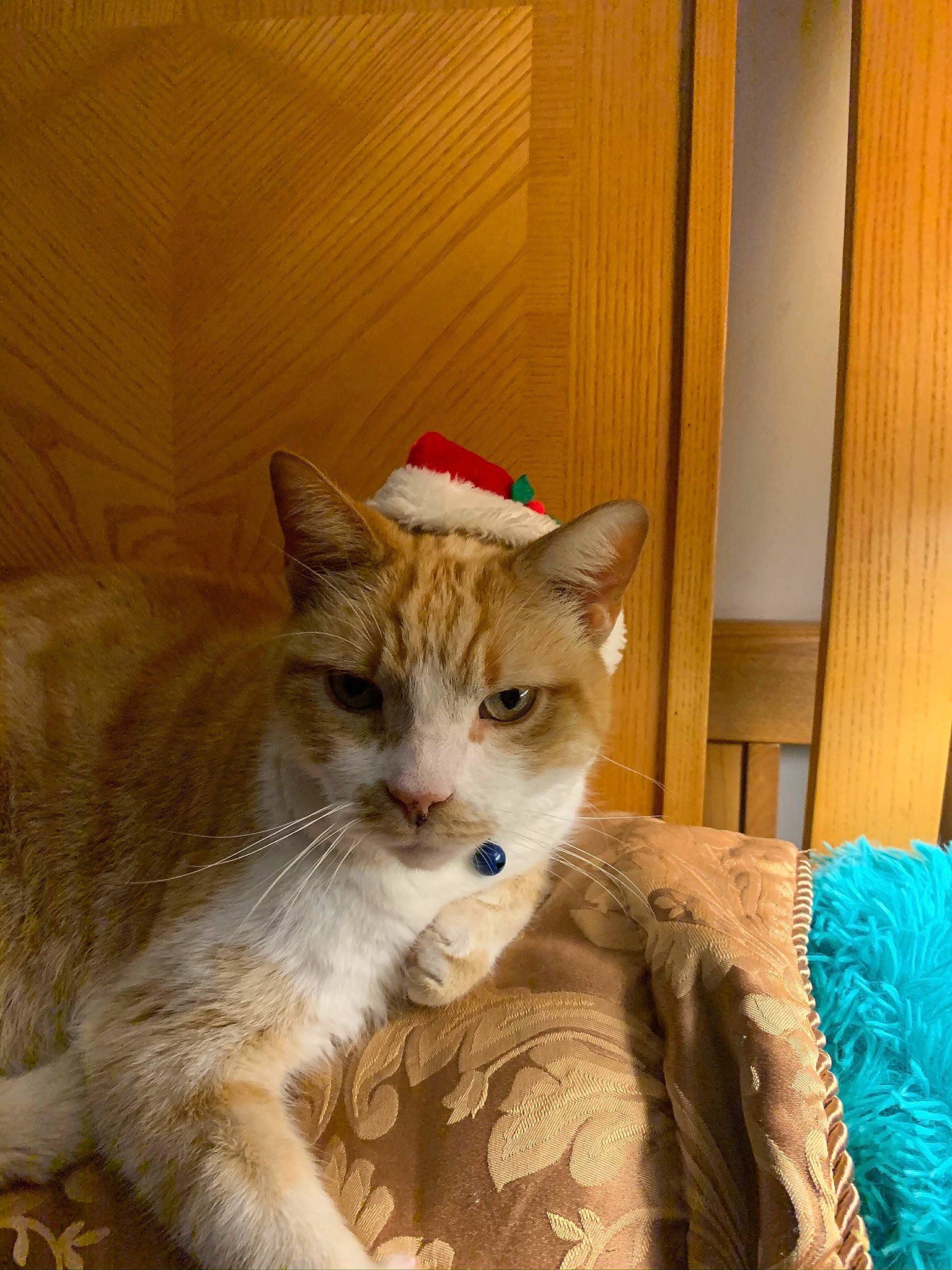 Mr.puffey is registered to the contest to win money with this photo: box, carnivore, cat, claw, comfort, domestic_short_haired_cat, door, fawn, felidae, fur, linens, paw, sitting, small_to_medium_sized_cats, tail, terrestrial_animal, whiskers, wood