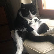 Guizmo a rejoint le concours — aidez-le/la à gagner de superbes lots ! cat, black_and_white, indoor, chair, cushion, window, pet, feline, relaxed, sitting, fur, whiskers, paw, tail, domestic_animal, animal, home, curtain, wood, cozy