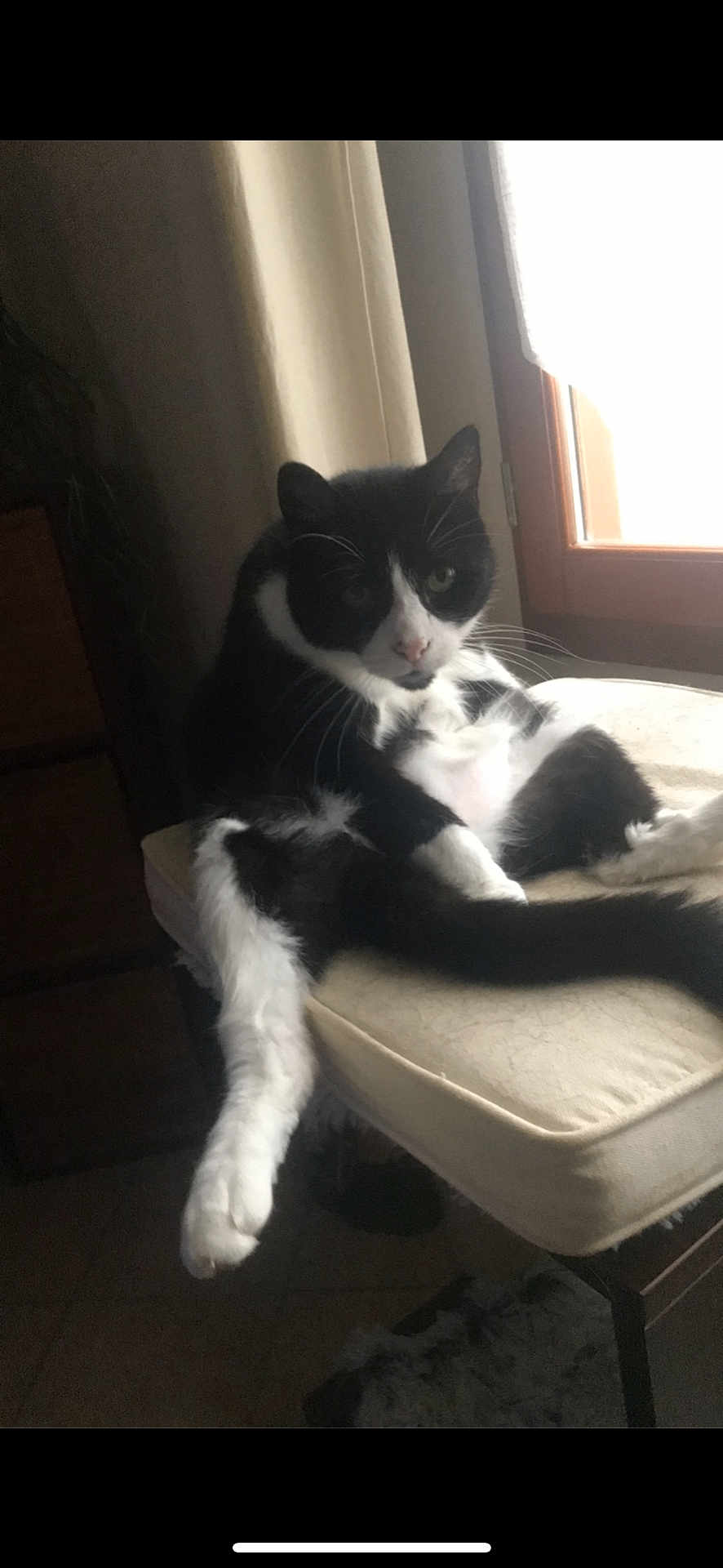 Guizmo a rejoint le concours — aidez-le/la à gagner de superbes lots ! cat, black_and_white, indoor, chair, cushion, window, pet, feline, relaxed, sitting, fur, whiskers, paw, tail, domestic_animal, animal, home, curtain, wood, cozy
