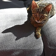 Aloxe a rejoint le concours — aidez-le/la à gagner de superbes lots ! cat, kitten, tabby, animal, pet, feline, indoor, blanket, sunlight, shadow, ears, whiskers, eyes, paws, soft_texture, gray, relaxing, cute, young, sleepy