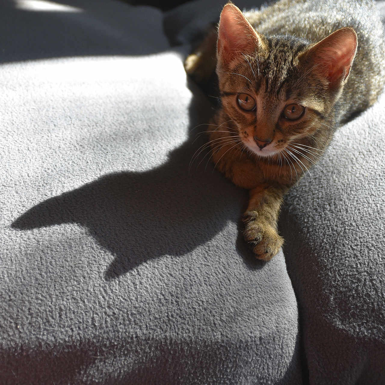Aloxe a rejoint le concours — aidez-le/la à gagner de superbes lots ! animal, blanket, cat, cute, ears, eyes, feline, gray, indoor, kitten, paws, pet, relaxing, shadow, sleepy, soft_texture, sunlight, tabby, whiskers, young