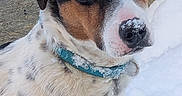 Azur a rejoint le concours — aidez-le/la à gagner de superbes lots ! adorable, animal, black_fur, blanket, blue_collar, brown_fur, close_up, dog, floppy_ears, head, indoor, nose, pet, pink_nose, portrait, puppy, sitting, speckled_coat, white_fur, wide_eyes