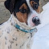 adorable, animal, black_fur, blanket, blue_collar, brown_fur, close_up, dog, floppy_ears, head, indoor, nose, pet, pink_nose, portrait, puppy, sitting, speckled_coat, white_fur, wide_eyes