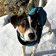 Azur a rejoint le concours — aidez-le/la à gagner de superbes lots ! animal, black_markings, blue_coat, brown_and_white, close_up, dog, eyes, floppy_ears, logs, nose, outdoor, pet, portrait, short_hair, snow, snowy_ground, standing, sunlight, winter, woodland