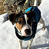 animal, black_markings, blue_coat, brown_and_white, close_up, dog, eyes, floppy_ears, logs, nose, outdoor, pet, portrait, short_hair, snow, snowy_ground, standing, sunlight, winter, woodland