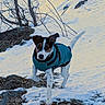 Azur participe au concours pour gagner de l'argent avec cette photo : animal, blue_coat, branches, brown_and_white, canine, cold_weather, dog, nature, outdoor, pawprints, pet_clothing, portrait, puppy, short_hair, snow, snowdrift, snowy_landscape, standing, trees, winter