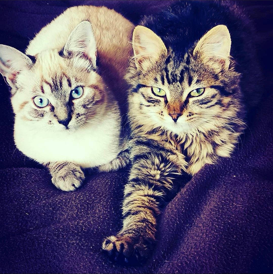 Amy Et Roxy a rejoint le concours — aidez-le/la à gagner de superbes lots ! carnivore, cat, comfort, darkness, domestic_short_haired_cat, eye, felidae, fur, grass, meteorological_phenomenon, night, paw, photo_caption, plant, sitting, small_to_medium_sized_cats, snout, square, tail, whiskers