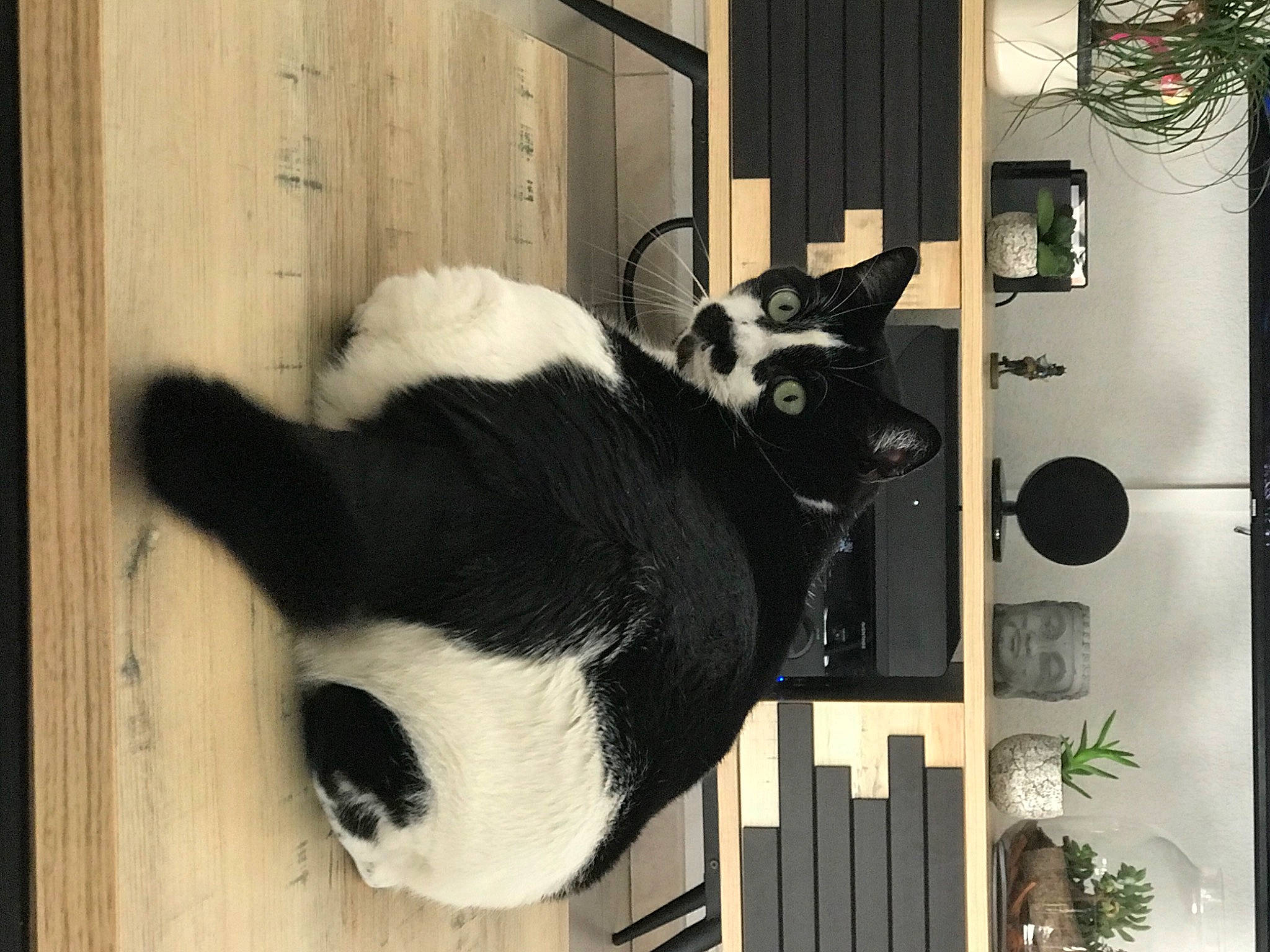 Zappa participe au concours pour gagner de l'argent avec cette photo : black, carnivore, door, felidae, fixture, fur, mammal, natural_material, panda, plant, small_to_medium_sized_cats, snout, terrestrial_animal, vertebrate, whiskers, white, wildlife, window, wood, working_animal