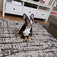 Ninner joined the competition — help win amazing prizes! animal, attention, canine, carpet, cute, dog, domestic, ears, entertainment_unit, floor, french_bulldog, furniture, home, indoor, living_room, pet, puppy, sitting, tv, young