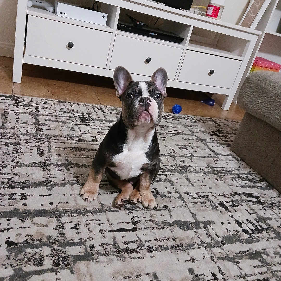 Ninner joined the competition — help win amazing prizes! animal, attention, canine, carpet, cute, dog, domestic, ears, entertainment_unit, floor, french_bulldog, furniture, home, indoor, living_room, pet, puppy, sitting, tv, young