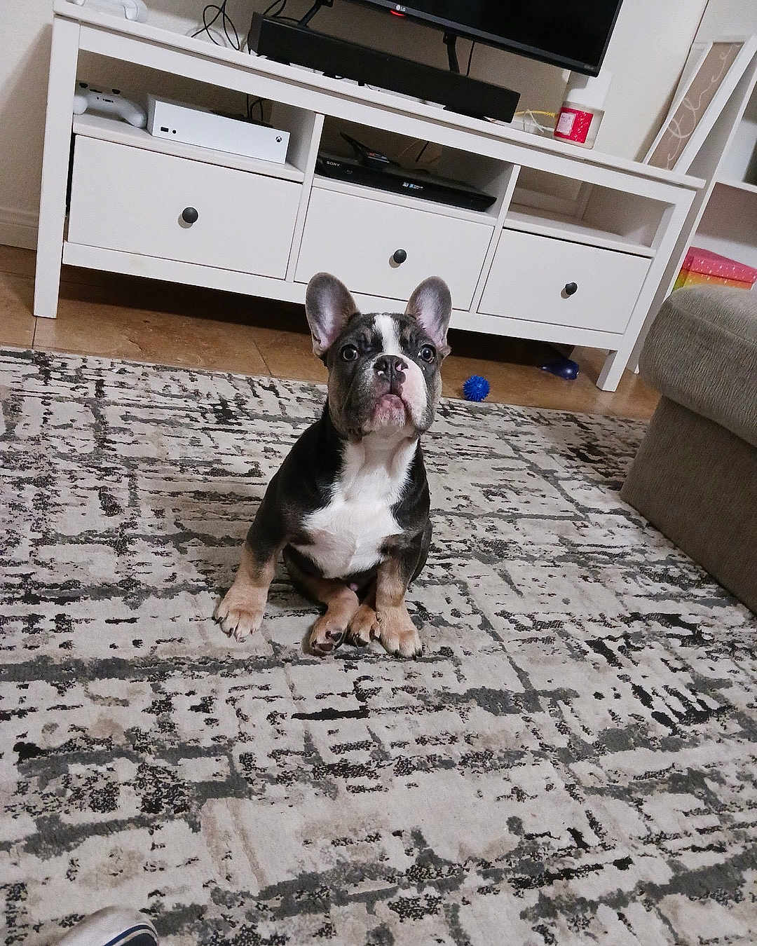 Ninner joined the competition — help win amazing prizes! animal, attention, canine, carpet, cute, dog, domestic, ears, entertainment_unit, floor, french_bulldog, furniture, home, indoor, living_room, pet, puppy, sitting, tv, young