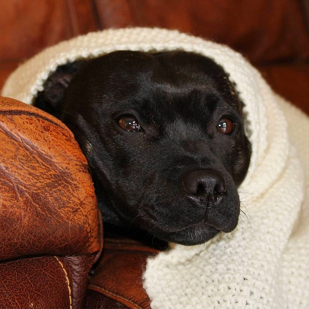 Oasis a rejoint le concours — aidez-le/la à gagner de superbes lots ! borador, canidae, carnivore, collar, comfort, companion_dog, dog, dog_breed, ear, fawn, fur, guard_dog, liver, pet_supply, puggle, retriever, snout, sporting_group, whiskers, working_animal