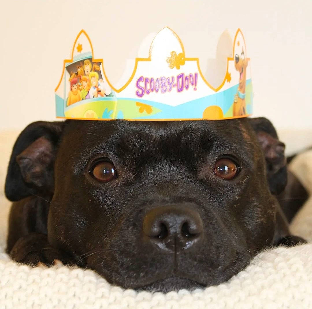 Oasis participe au concours pour gagner de l'argent avec cette photo : borador, canidae, carnivore, collar, companion_dog, dog, dog_breed, dog_supply, fawn, fur, guard_dog, hat, labrador_retriever, liver, logo, pet_supply, snout, sporting_group, whiskers, working_animal