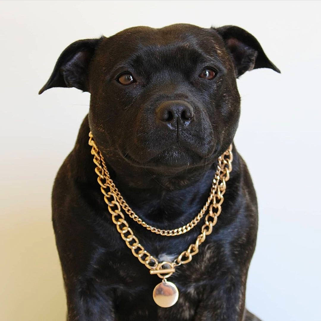 Oasis participe au concours pour gagner de l'argent avec cette photo : borador, canidae, carnivore, collar, companion_dog, dog, dog_breed, dog_collar, eye, fawn, fur, guard_dog, leash, non_sporting_group, pet_supply, snout, sporting_group, whiskers, working_animal, working_dog