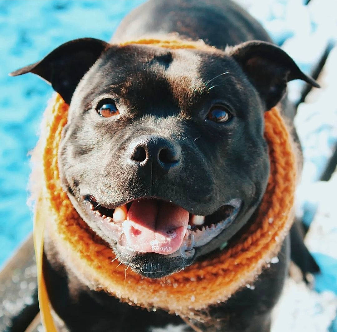 Oasis a rejoint le concours — aidez-le/la à gagner de superbes lots ! blue, canidae, carnivore, collar, companion_dog, dog, dog_breed, dog_collar, eye, fawn, fur, head, house, leash, pet_supply, snout, snow, sporting_group, whiskers, working_animal