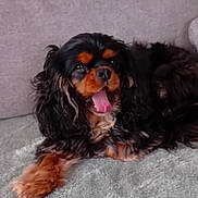 Tessy a rejoint le concours — aidez-le/la à gagner de superbes lots ! dog, pet, cavalier_king_charles_spaniel, tongue_out, black_and_brown, fluffy, lying_down, blanket, couch, indoor, fur, cute, animal, relaxed, companion, domestic_animal, paw, home, friendly, canine