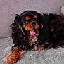 dog, pet, cavalier_king_charles_spaniel, tongue_out, black_and_brown, fluffy, lying_down, blanket, couch, indoor, fur, cute, animal, relaxed, companion, domestic_animal, paw, home, friendly, canine