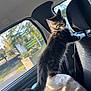 kitten, cat, car, window, blanket, feline, pet, sunlight, interior, seat, fur, animal, domestic, young, curious, soft, cozy, daylight, nature, outdoor_view