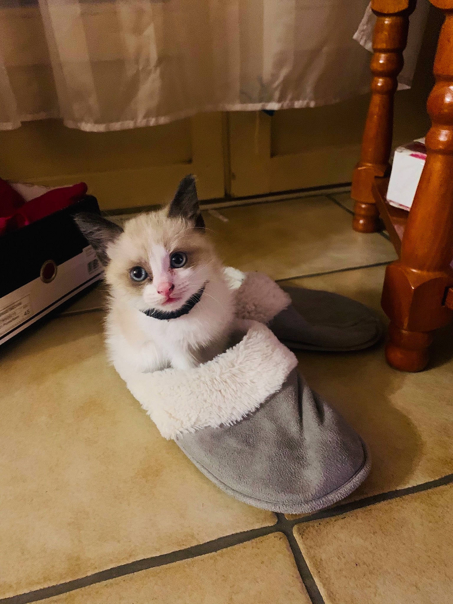 Meethi a rejoint le concours — aidez-le/la à gagner de superbes lots ! carnivore, cat, claw, companion_dog, domestic_short_haired_cat, fawn, felidae, floor, flooring, foot, fur, hardwood, metal, musical_instrument, paw, small_to_medium_sized_cats, tail, whiskers, wind_instrument, wood