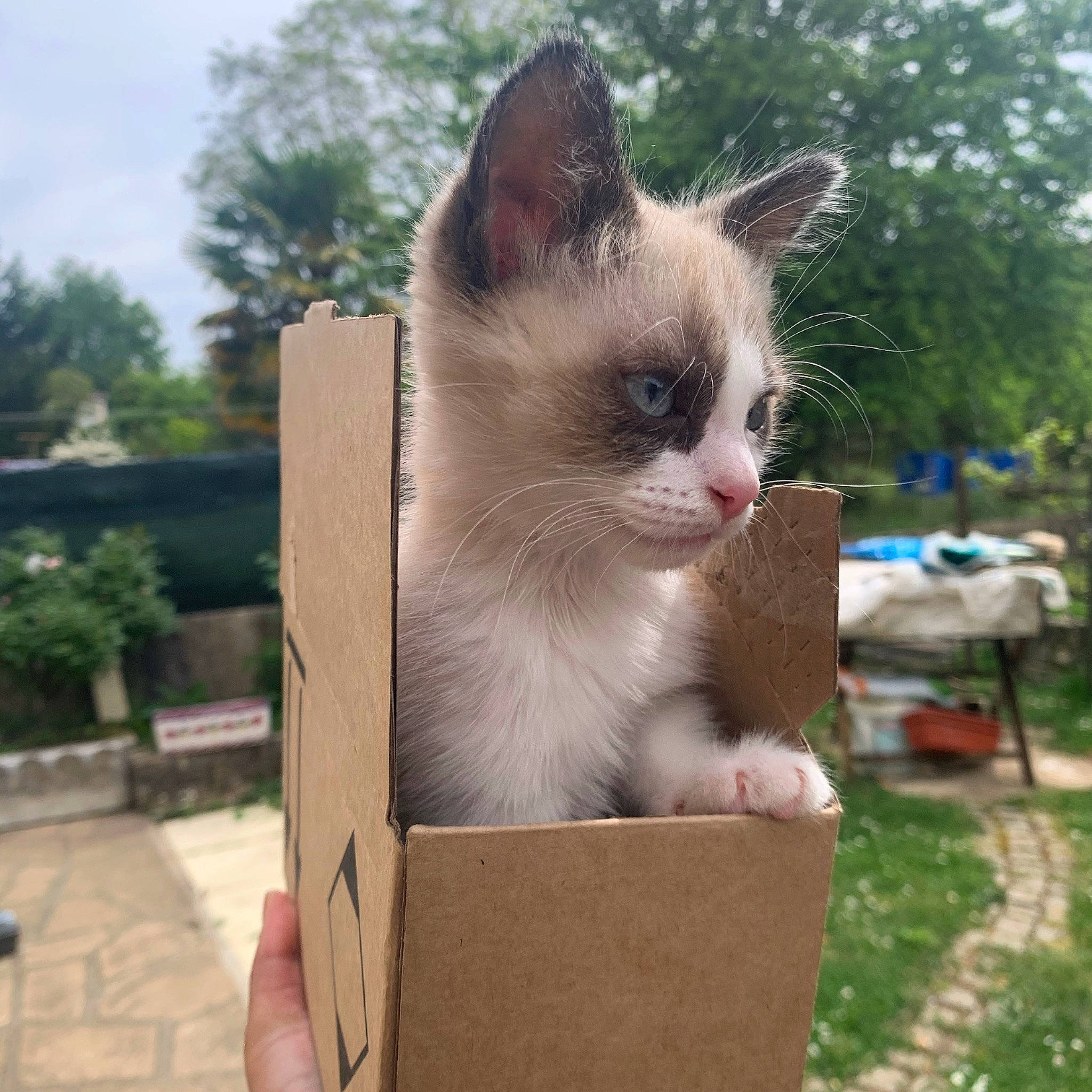 Meethi a rejoint le concours — aidez-le/la à gagner de superbes lots ! balinese, birman, box, carnivore, cat, domestic_short_haired_cat, eye, fawn, felidae, fur, grass, head, plant, sky, small_to_medium_sized_cats, snout, tail, thai, tree, whiskers