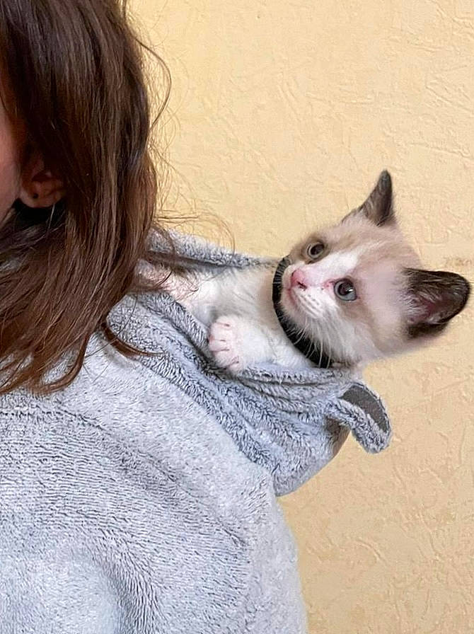 Meethi a rejoint le concours — aidez-le/la à gagner de superbes lots ! beard, canidae, carnivore, cat, claw, comfort, companion_dog, dog_breed, domestic_short_haired_cat, ear, eyelash, fawn, felidae, foot, fur, gesture, grey, paw, small_to_medium_sized_cats, whiskers