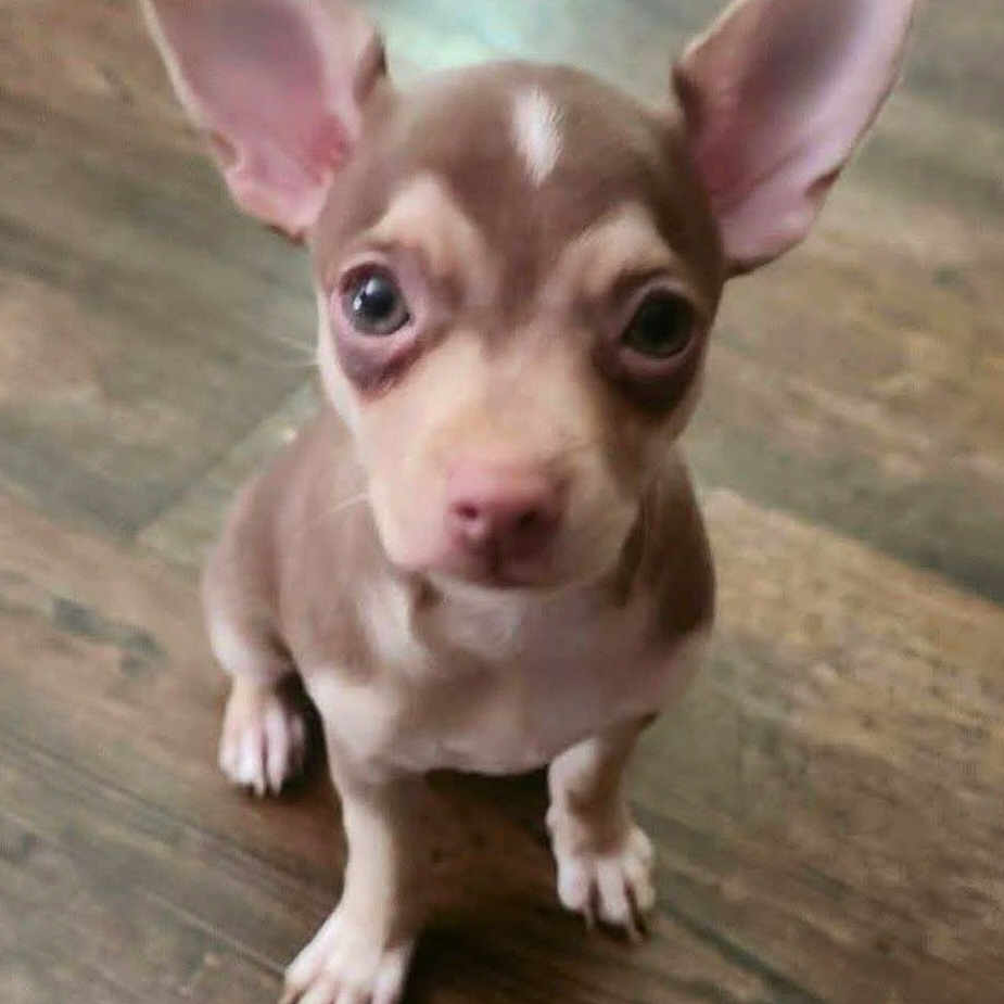 Beanie Man is registered to the contest to win money with this photo: adorable, animal, brown, canine, closeup, cute, dog, domestic_animal, ears, floor, fur, indoor, looking_up, pet, puppy, sitting, small, white, wooden_floor, young