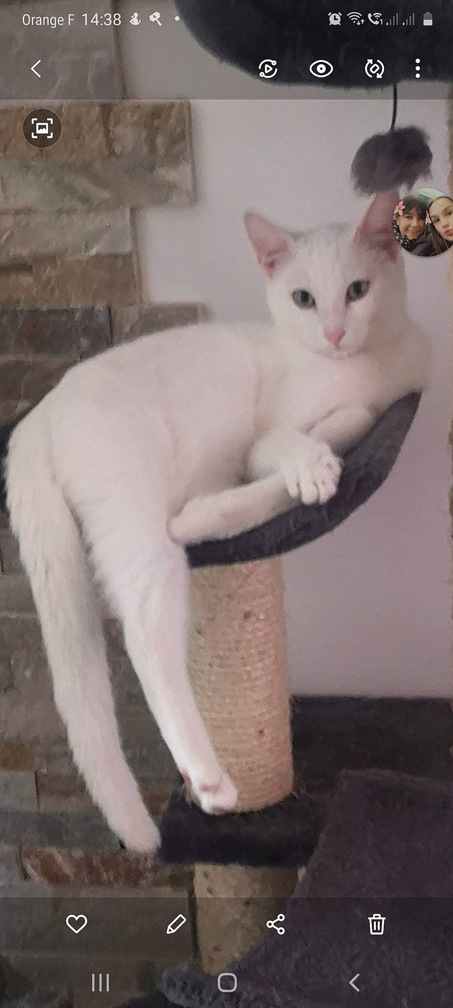 Shadow participe au concours pour gagner de l'argent avec cette photo : brick, brickwork, carnivore, cat, cat_supply, claw, domestic_short_haired_cat, fawn, felidae, fur, paw, pet_supply, small_to_medium_sized_cats, tail, terrestrial_animal, whiskers