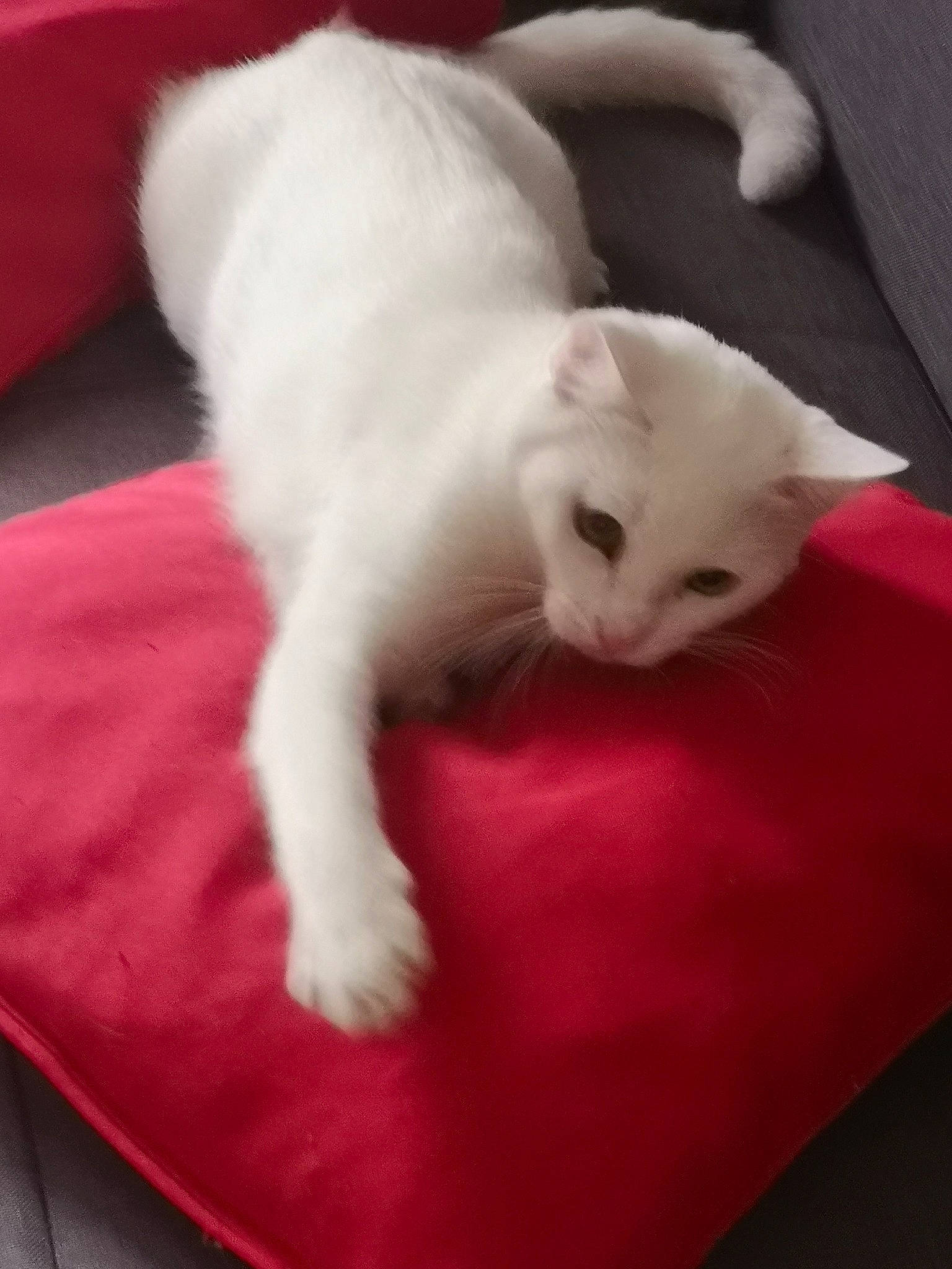 Shadow a rejoint le concours — aidez-le/la à gagner de superbes lots ! bed, carnivore, cat, claw, comfort, companion_dog, domestic_short_haired_cat, fawn, felidae, flooring, foot, fur, linens, nap, paw, pink, small_to_medium_sized_cats, snout, tail, whiskers