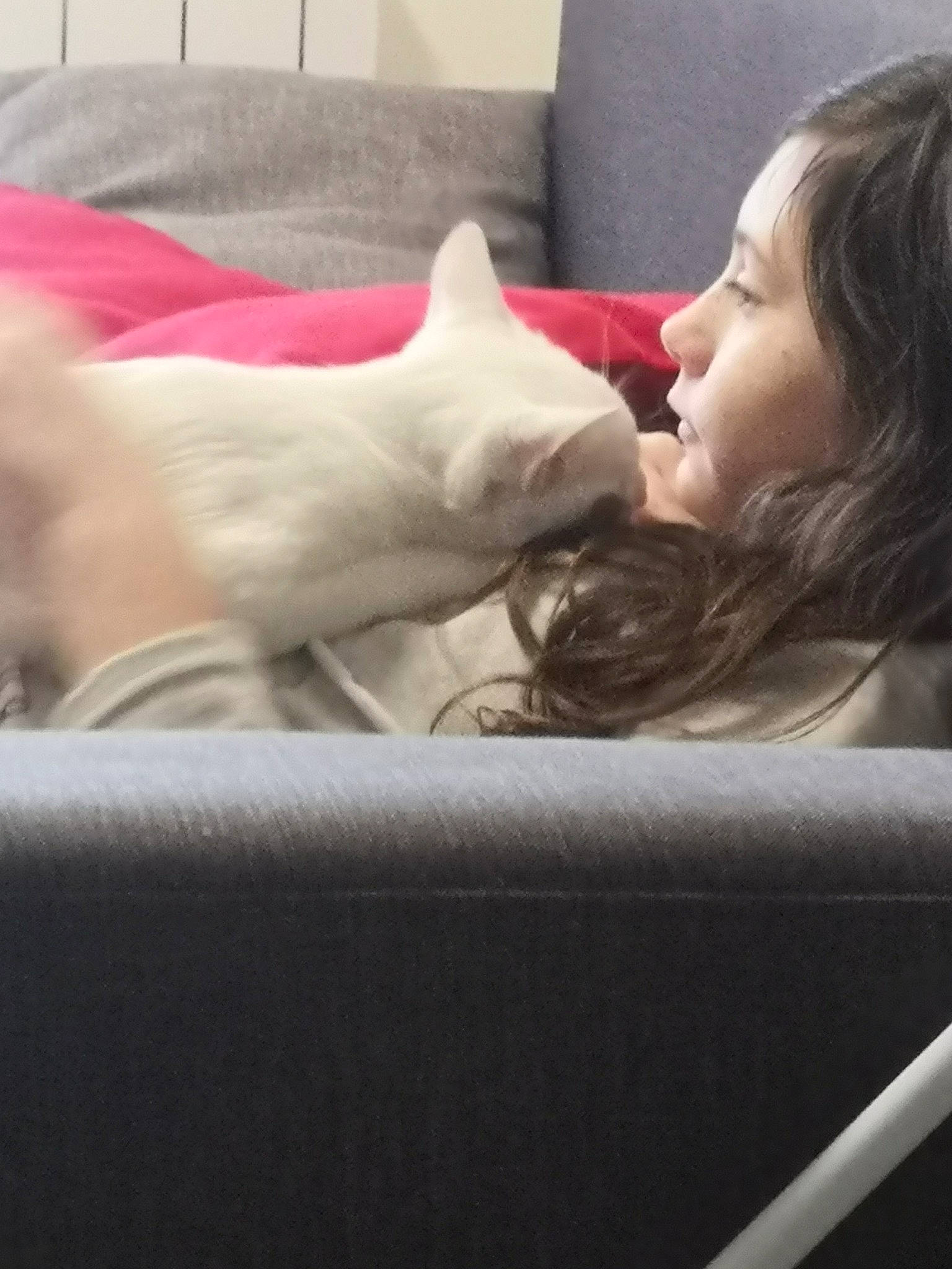 Shadow participe au concours pour gagner de l'argent avec cette photo : arm, carnivore, cat, comfort, couch, ear, eyebrow, felidae, finger, gesture, hair, hand, head, human_body, joint, leg, shoulder, skin, small_to_medium_sized_cats, whiskers